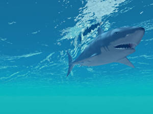 Papel de Parede Desktop Mundo subaquático Tubarões um animal