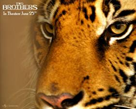 Sfondi desktop Panthera tigris Two Brothers Film