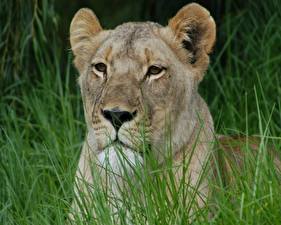 Wallpapers Big cats Lions Lioness animal