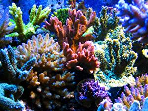 Images Underwater world Corals animal