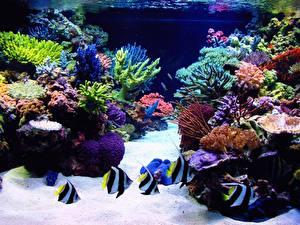Pictures Underwater world Corals animal