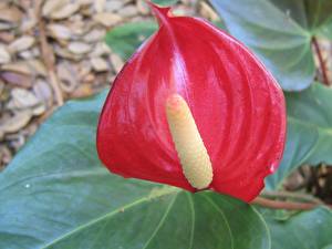 Image Anthurium flower