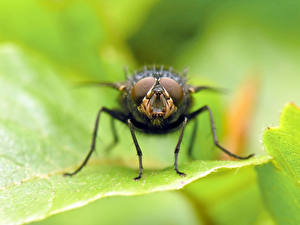 Papel de Parede Desktop Insetos moscas Animalia