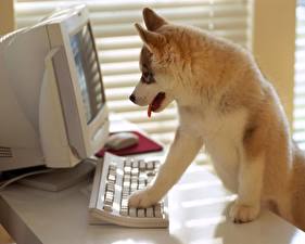 Papel de Parede Desktop Cães Monitor Humor Computadoras