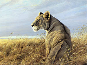 Tapety na pulpit Wielkie koty Lew afrykański Rysowane Zwierzęta