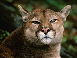 Pictures Big cats Puma animal