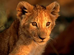 Tapety na pulpit Wielkie koty Lew afrykański Młode zwierzęta Zwierzęta