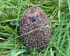 Images Hedgehogs