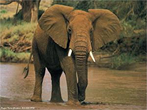 Fotos Elefanten ein Tier
