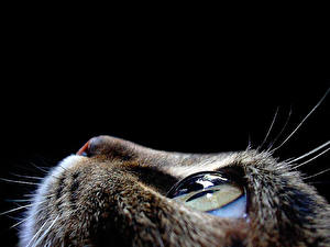 Fotos Katze Schwarzer Hintergrund Tiere