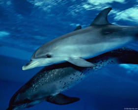 Papel de Parede Desktop Golfinhos Animalia