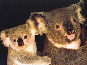 Fondos de escritorio Osos Koalas Fondo negro animales