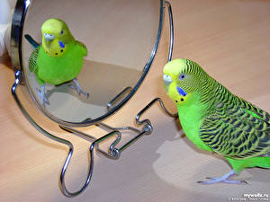 Papel de Parede Desktop Pássaro Papagaios um animal