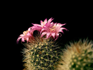 Bureaubladachtergronden Cactussen Bloemen