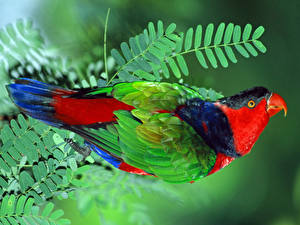 Desktop wallpapers Birds Parrots Animals
