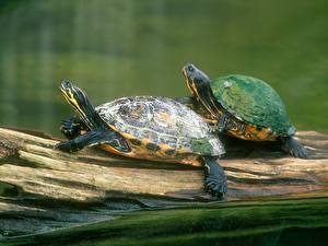 Image Turtles