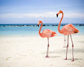 Fotos Vögel Flamingos ein Tier
