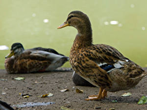 Picture Bird Ducks