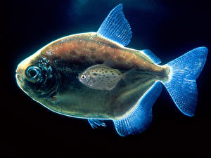 Pictures Underwater world Fish Black background animal