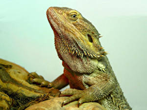 Wallpaper Reptiles Colored background animal