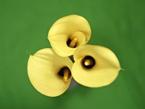 Bilder Calla palustris Blüte