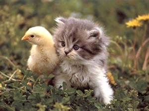 Picture Cats Birds Chicks Kittens Animals