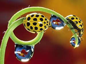Wallpaper Insects Ladybugs