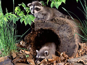 Images Raccoons Animals