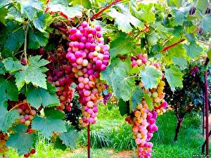 Bureaubladachtergronden Fruit Druiven Wijngaard spijs