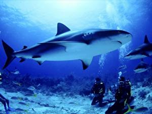 Hintergrundbilder Unterwasserwelt Haie ein Tier