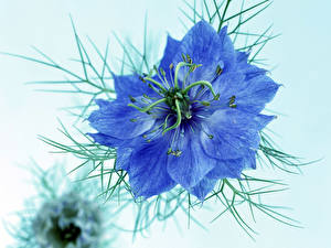 Papel de Parede Desktop Centaurea cyanus flor
