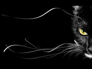 Sfondi desktop Gatti Sfondo nero Animali