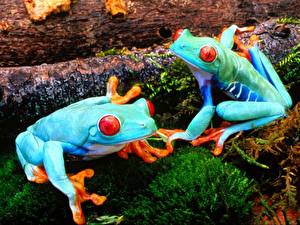 Wallpaper Frogs