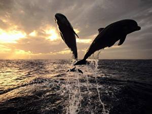 Hintergrundbilder Delfine ein Tier