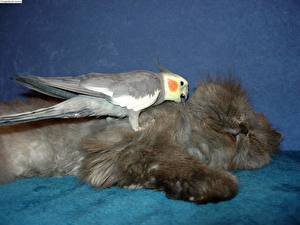 Fonds d'écran Chat domestique Oiseau Perroquets Animaux