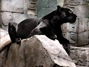 Bilder Große Katze Schwarzer Panther Tiere