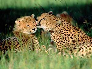 Wallpaper Big cats Cheetah