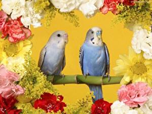 Hintergrundbilder Vogel Papageien Tiere