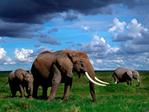 Hintergrundbilder Elefant ein Tier