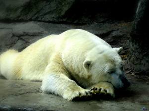 Photo Bear Polar bears Animals
