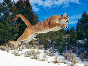 Desktop hintergrundbilder Große Katze Puma ein Tier