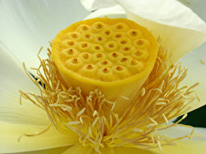 Fotos Lotus Blüte