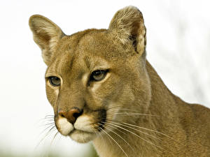 Bakgrundsbilder på skrivbordet Pantherinae Puma Vit bakgrund Djur