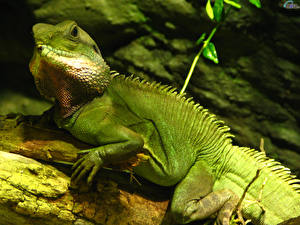 Images Reptiles