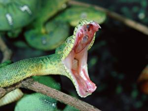 Papel de Parede Desktop Serpentes um animal