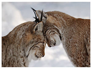 Wallpaper Big cats Lynx animal
