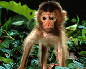 Papel de Parede Desktop Macacos animalia