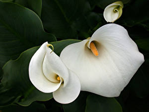 Hintergrundbilder Calla palustris Blüte