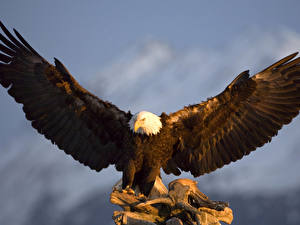 Picture Birds Eagle animal