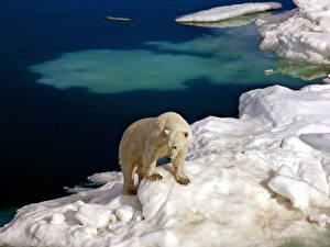 Fondos de escritorio Un oso Oso polar animales